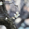 梅の花その９