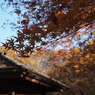 紅葉18 2019 FUJINON F2.8 3.5cm/EPM1