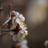 写真句：梅花2020 #4：春を告げる