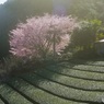 オールドレンズで　岡部の桜