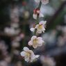 燐春　しだれ梅