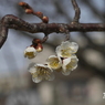 写真歌：梅花2020 #5：春告げの家族