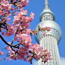 「河津桜・東京スカイツリー」