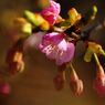 春燐　河津桜