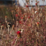 キバナセンニチコウ1 2019 FUJINON F2.8 3.5cm/EPM1