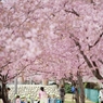 spring for tokyoites 2020