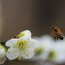 梅とミツバチ