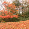 なごりの紅葉