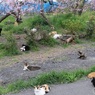 222　猫の日にちなみ　2
