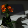 50mmで、ハナハナ。
