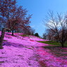 芝桜と山桜