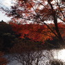 紅葉19 2019 FUJINON F2.8 3.5cm/EPM1