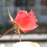 rose in winter Ⅱ