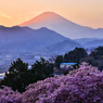 富士山と河津桜