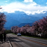 桜並木と大雪山系