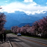 桜並木と大雪山系