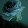 Blue rose