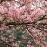 桜　満開　2