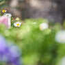 何時もの花壇です。