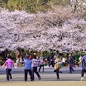 「桜満開」