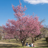 「桜の木の下で」