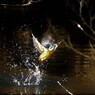 Splash