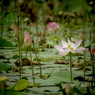 hoa sen2 