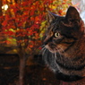 山手の猫