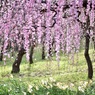 春はうつつ