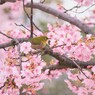 Cherry blossom happiness
