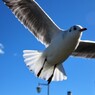 かもめが翔んだ日 