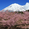 桜咲く頃 (331T)
