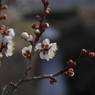 写真掌編：にほひをこせよ１：梅花2020 #15：写真歌
