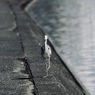 散歩道