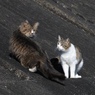猫の会話