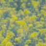 Spring Yellow