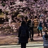 桜楽しむ人と人