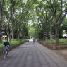 大宮氷川神社　参道