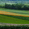 北の大地　2005北海道美瑛（６）