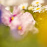 何時もの六甲道の花壇です。