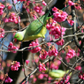 都会のインコ