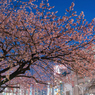 「上野公園入り口の大寒桜」