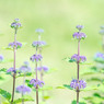 段菊