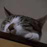うちの猫