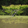 田植え前