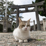 神社で待ち伏せ
