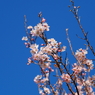 桜？その１
