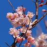 桜？その４