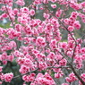 花の季節