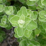 三浦海岸・植物